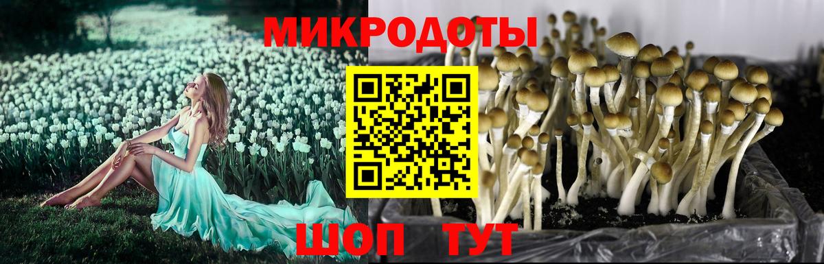 Галлюциногенные грибы Cubensis  Галлюциногенные грибы Psilocybine cubensis  Малгобек  Вход с VPN 